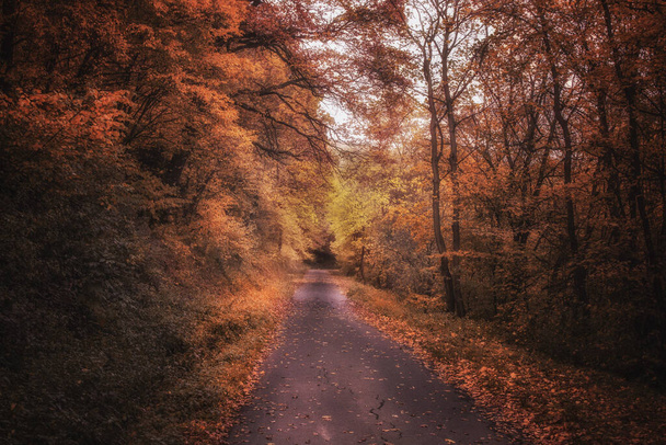 A r leading through the forest in autumn - Foto, imagen