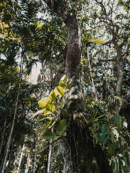 Вертикальный низкоугольный снимок деревьев с зелеными листьями - Фото, изображение
