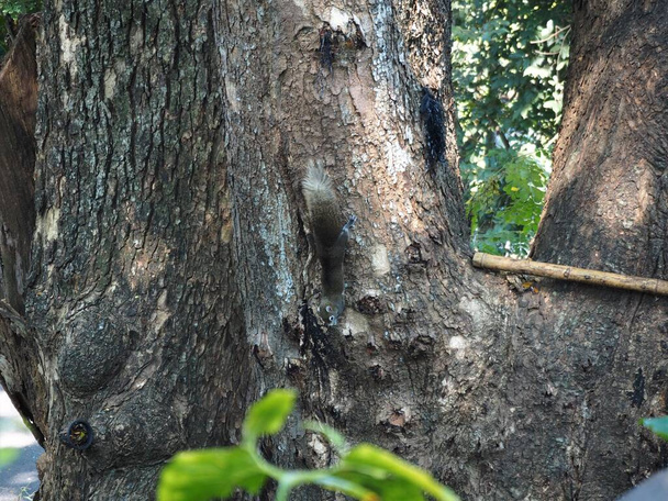 Eekhoorn op de boomstam in het bos - Foto, afbeelding