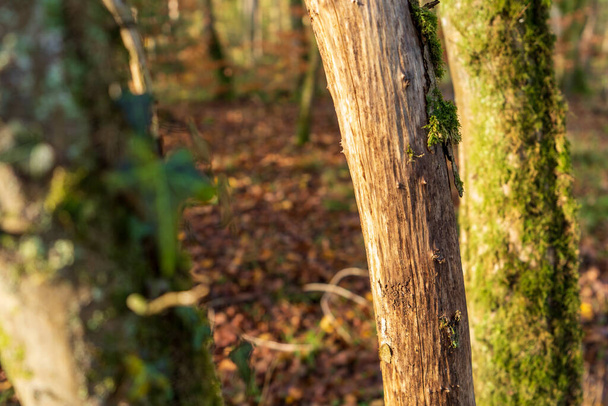 A selective focus shot of tree trunks covered with green moss - Photo, Image