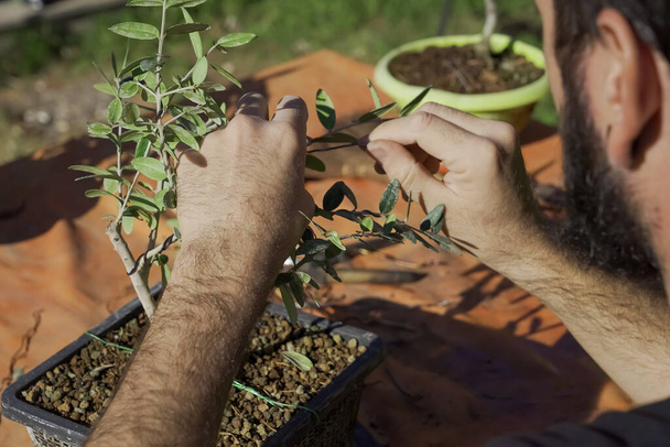 A male gardener taking care of bonsai tree - Foto, immagini