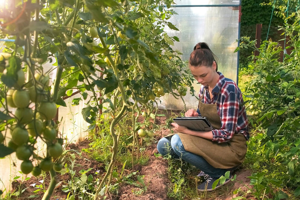 Agronomist woman conducts inspection of tomatoes and puts indicators in tablet. - 写真・画像