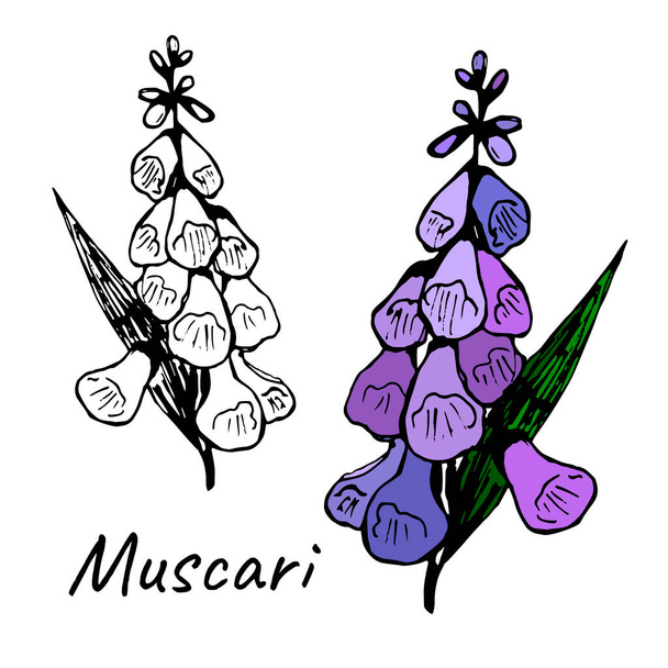 Colored muscari and contour doodle - Vector, Image