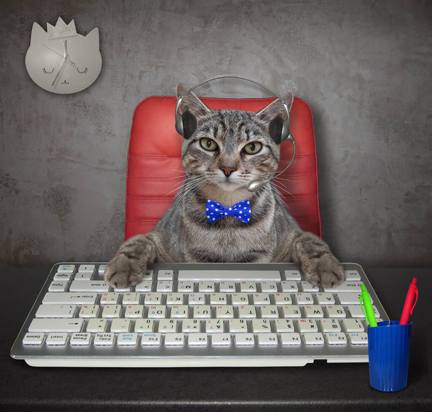 A gray cat manager in a blue bow tie and headphones works at a computer at a table in his office. - Фото, изображение