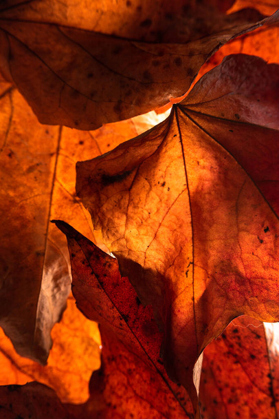 Feuilles d'automne en pleine lumière - Photo, image