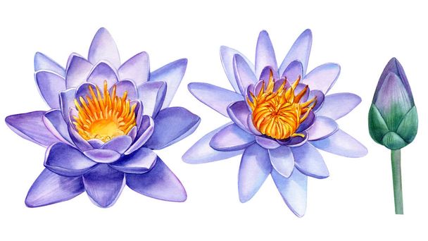 Purple lotus flowers on white background, watercolor illustration - Fotó, kép