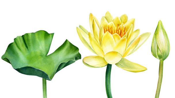 Yellow lotus flowers on a white background, watercolor drawing, floral illustration - Zdjęcie, obraz