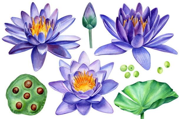 Purple lotus flowers on white background, watercolor illustration - Foto, immagini