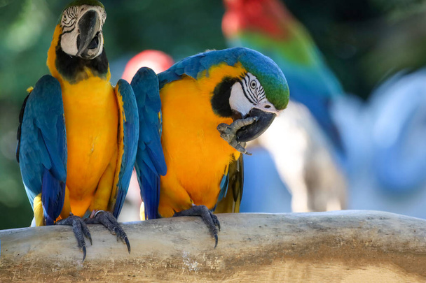 Закрийте пташку блакитного і жовтого ара папуги в саду. - Фото, зображення