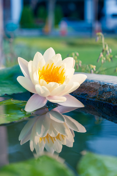 Прекрасный лотос или цветок водянистой лилии в пруду
 - Фото, изображение
