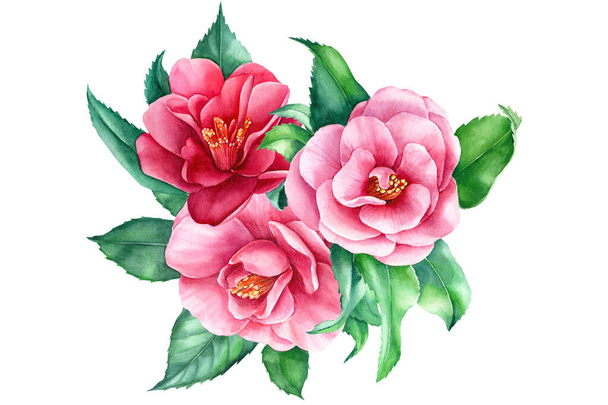 Watercolor flowers, camellia bouquet on white background, spring, botanical illustration - Photo, image