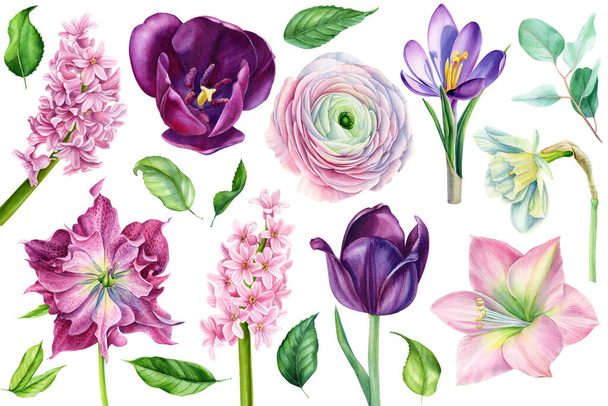 Set of watercolor flowers, tulip, daffodil, hyacinth, ranunculus on a white background, spring, botanical illustration - Photo, image