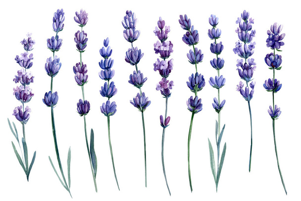 Set of watercolor flowers, lavender on a white background, botanical illustration - Fotoğraf, Görsel