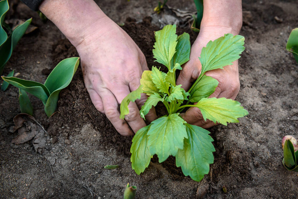 Kertészek kezei Aster virágokat ültetnek a talajba. - Fotó, kép