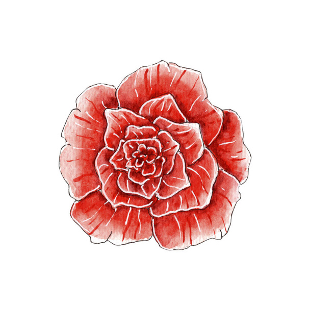 Hand painted watercolor red rose. - Foto, afbeelding