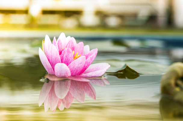 ένα όμορφο ροζ λουλούδι νούφαρα ή lotus σε λίμνη στο su πρωί - Φωτογραφία, εικόνα