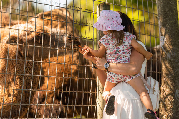 Dva roky stará dívka s matkou v zemědělské půdě krmení velblouda. - Fotografie, Obrázek