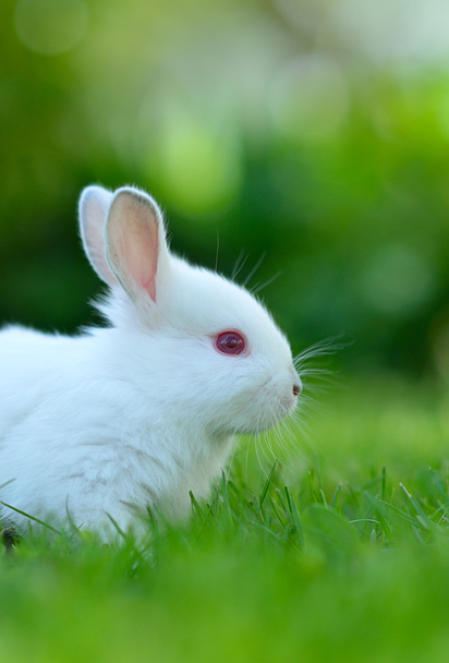 Baby white rabbit in grass - Fotografie, Obrázek