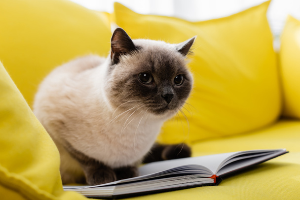 cat sitting on open notebook on yellow sofa, blurred background - Photo, Image