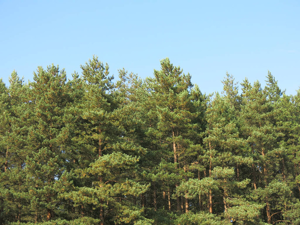 Kiefern im Wald gegen den blauen Himmel - Foto, Bild