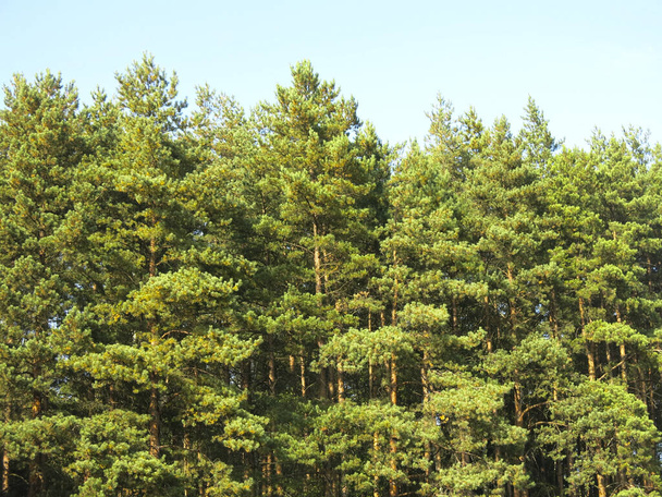 Kiefern im Wald gegen den blauen Himmel - Foto, Bild