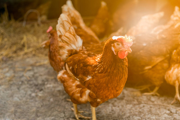 Крупним планом зображення розведення курячих яєць на фермі, яке виробляє яйця Для споживання та розповсюдження, до загальної концепції
, - Фото, зображення