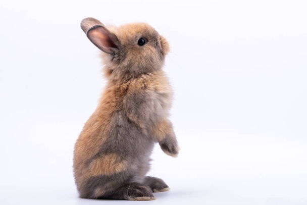 Bebé conejos lindos tiene una orejas puntiagudas, piel marrón y ojos brillantes, sobre fondo aislado blanco, al festival de Pascua y el concepto de vacaciones.  - Foto, Imagen
