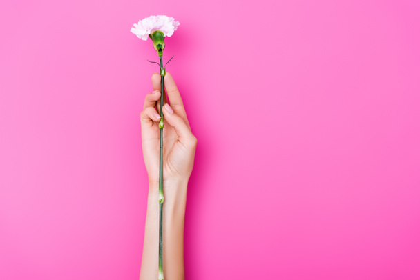 ピンクの背景にカーネーションの花を持つパステルの爪を持つ女性の部分的なビュー - 写真・画像