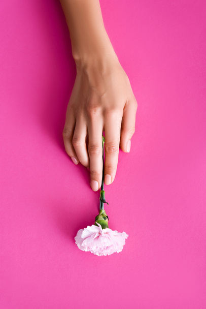 πάνω όψη του γυναικείου χεριού με νύχια καλυμμένα με γυαλιστερό βερνίκι νυχιών κοντά σε λουλούδι γαρύφαλλου σε ροζ φόντο - Φωτογραφία, εικόνα