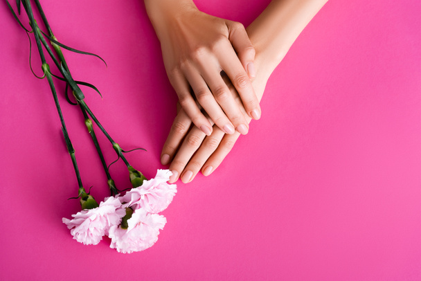 ピンク地にカーネーションの花の近くに光沢のあるパステルマニキュアを持つ女性の手のトップビュー - 写真・画像