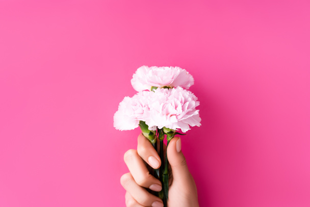 vista parcial de mujer con manicura pastel sosteniendo flores de clavel sobre fondo rosa - Foto, Imagen