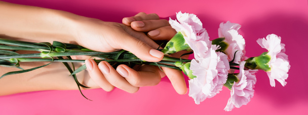 ピンクの背景にカーネーションの花を持つ光沢のあるマニキュアを持つ女性のクロップドビュー、バナー - 写真・画像