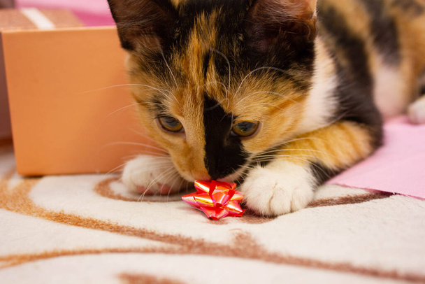 tartaruga gatto con occhi arancioni annusa, gioca con un fiocco rosa. - Foto, immagini