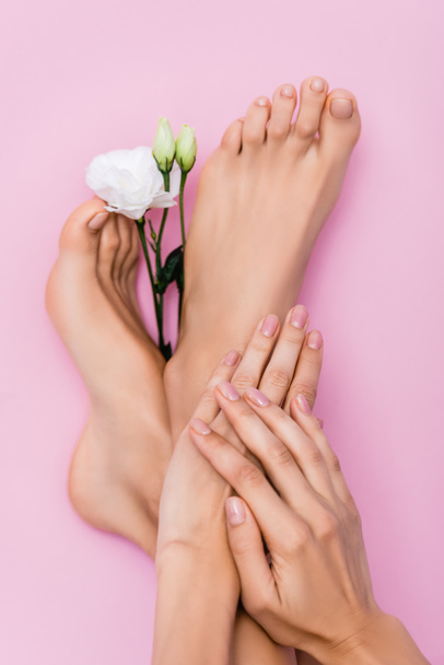 top view of female feet and hands with pastel enamel on nails near white eustoma flower on pink background - Фото, изображение