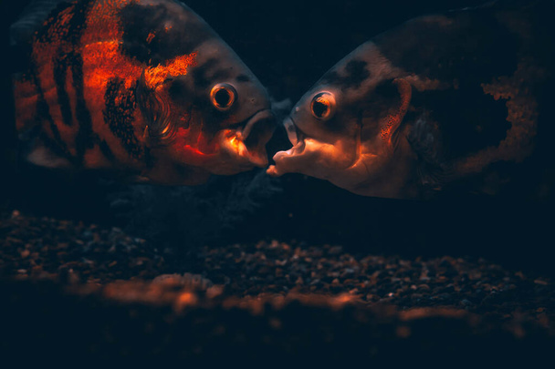 Риба - Оскар в акваріумі на темному тлі - Фото, зображення
