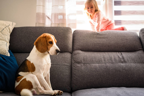Beagle σκυλί με 2 ετών κορίτσι σε έναν καναπέ. - Φωτογραφία, εικόνα