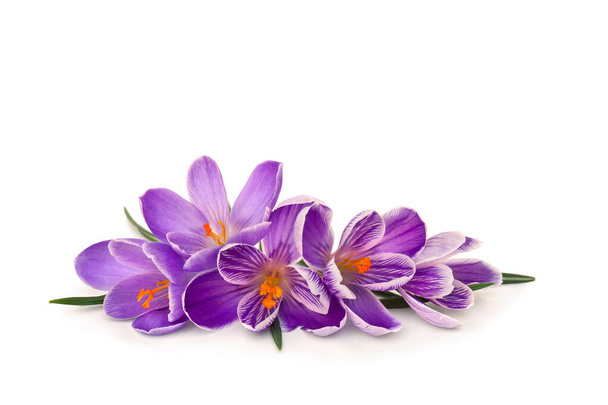 Violet crocuses on a white background with space for text  - Photo, Image