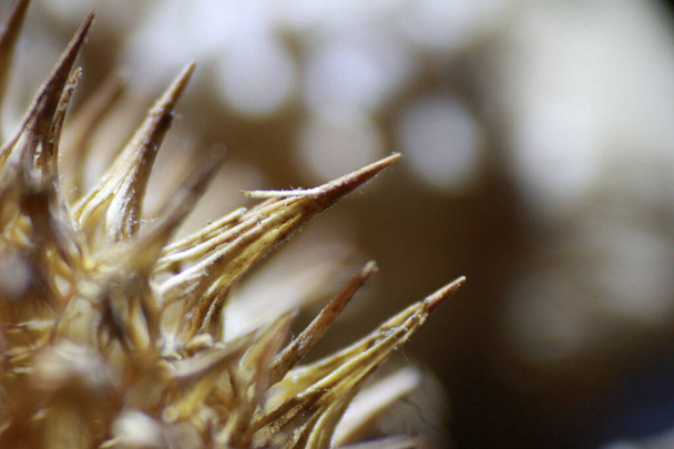 A closeup shot of a spiked plant - Fotografie, Obrázek