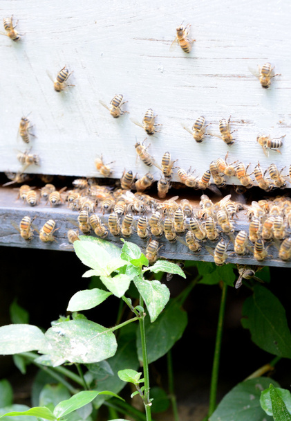 Las abejas en la colmena
 - Foto, imagen