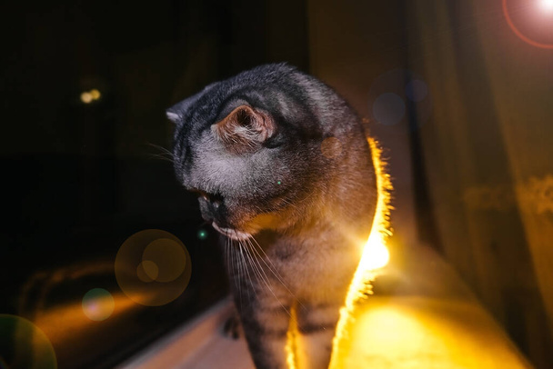 engraçado gato rabugento caminha no peitoril da janela, atmosfera noturna no hous - Foto, Imagem