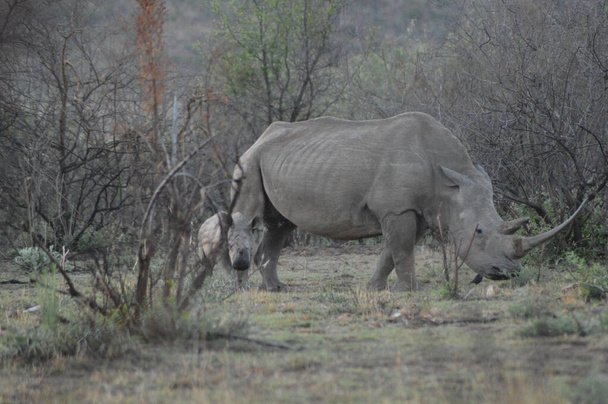 Fehér Rhino a Kruger Nemzeti Parkban. Dél-Afrika legnagyobb vadrezervátuma . - Fotó, kép