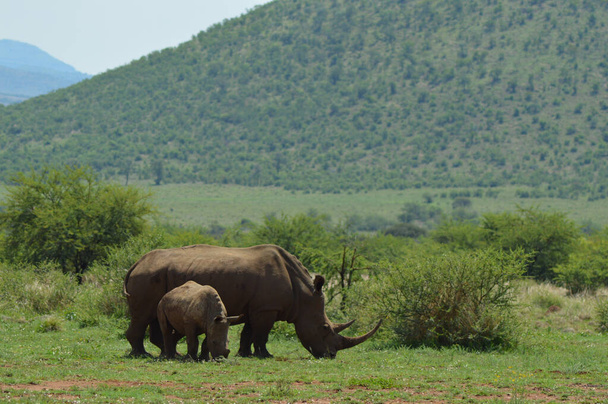 Fehér Rhino a Kruger Nemzeti Parkban. Dél-Afrika legnagyobb vadrezervátuma . - Fotó, kép
