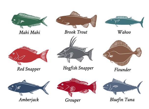 Set of isolated colorful hand drawn fish with names. Fresh aquactic animal of tuna, trout, snapper etc. - Вектор,изображение