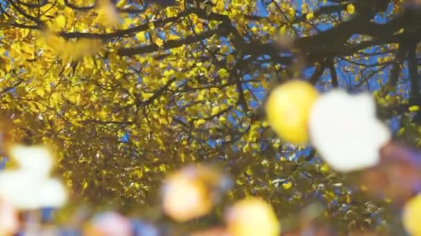 Un arbre aux feuilles jaunes se reflète magnifiquement dans une flaque d'eau, 4K - Séquence, vidéo