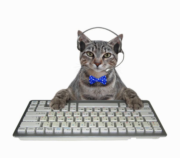 A cat gray manager in a blue bow tie and headphones is typing on a keyboard of a desktop computer. White background. Isolated. - Fotoğraf, Görsel