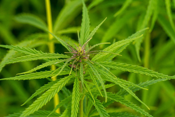 foglie di cannabis verde lussureggiante, primo piano colpo - Foto, immagini