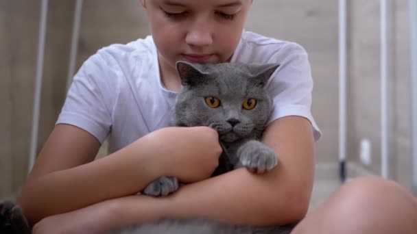 Happy Boy sitzt auf dem Boden, umarmt die graue britische Katze, spielt. Liebe zu Haustieren - Filmmaterial, Video