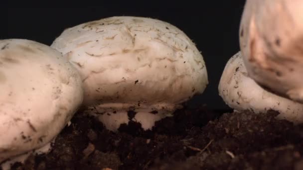 Dolly Shot von Aufnahmen von kultivierten Pilzen, die im Boden wachsen. - Filmmaterial, Video