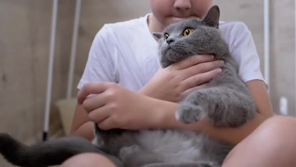 Smile Boy Seat On Floor, Hugs Gray British Cat Любов до тварин - Кадри, відео