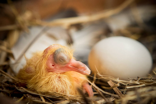 recién nacido de paloma mensajera en nido de paja - Foto, Imagen